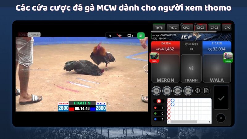 Các cửa cược đá gà MCW dành cho người xem thomo