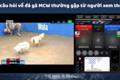 Xem Thomo – Trải Nghiệm Đỉnh Cao Của Đá Gà MCW