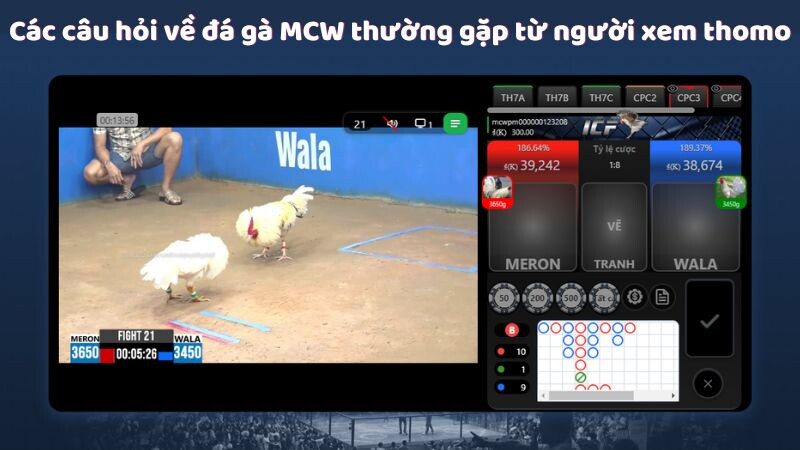 Các câu hỏi về đá gà MCW thường gặp từ người xem thomo