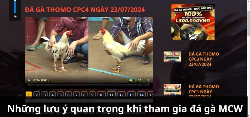 Những lưu ý quan trọng khi tham gia đá gà MCW